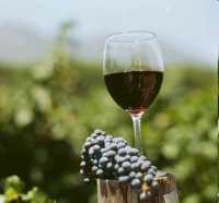 В красном вине обнаружены вещества, обладающие свойством снижать риск рака простаты