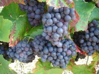 Сорта виноградных лоз, выращиваемых во Франции