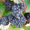 Сорта виноградных лоз, выращиваемых во Франции